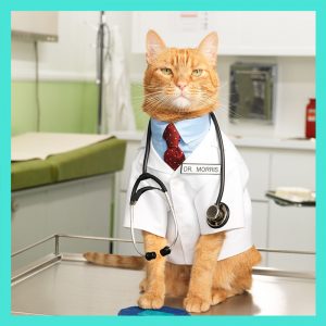 Cat Health & Wellness